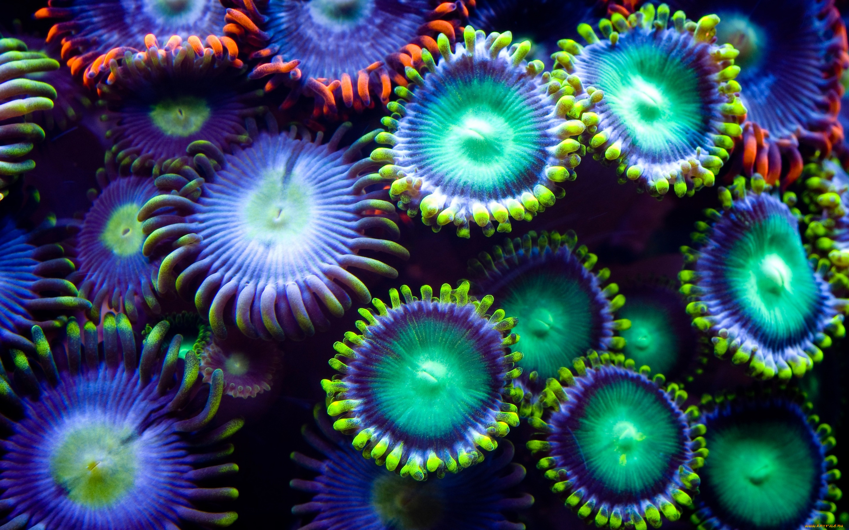 Экзотические подводные растения